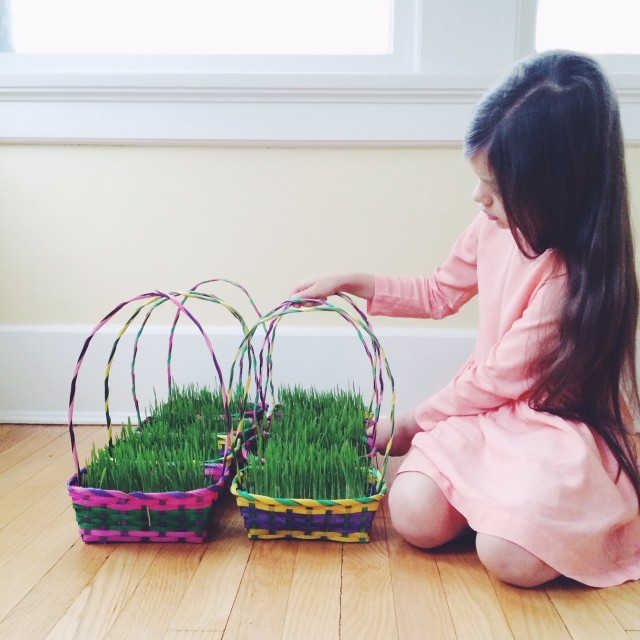 Wheatgrass Easter Baskets