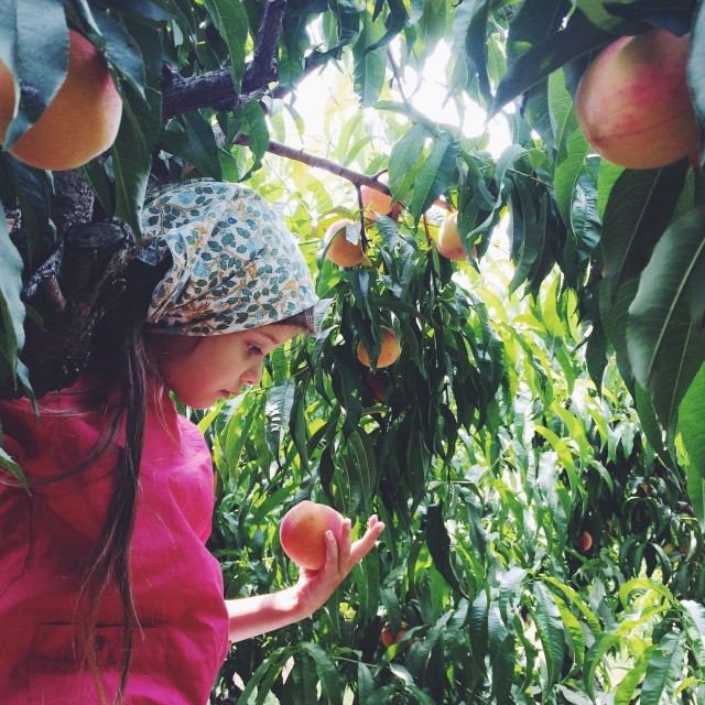 Peach Picking