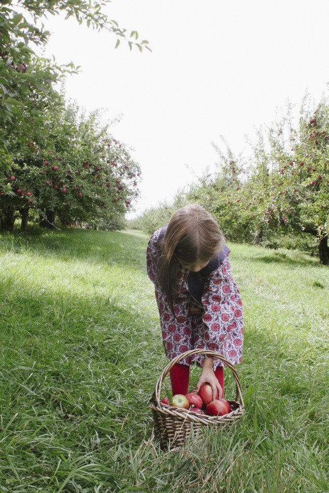 Apple picking 