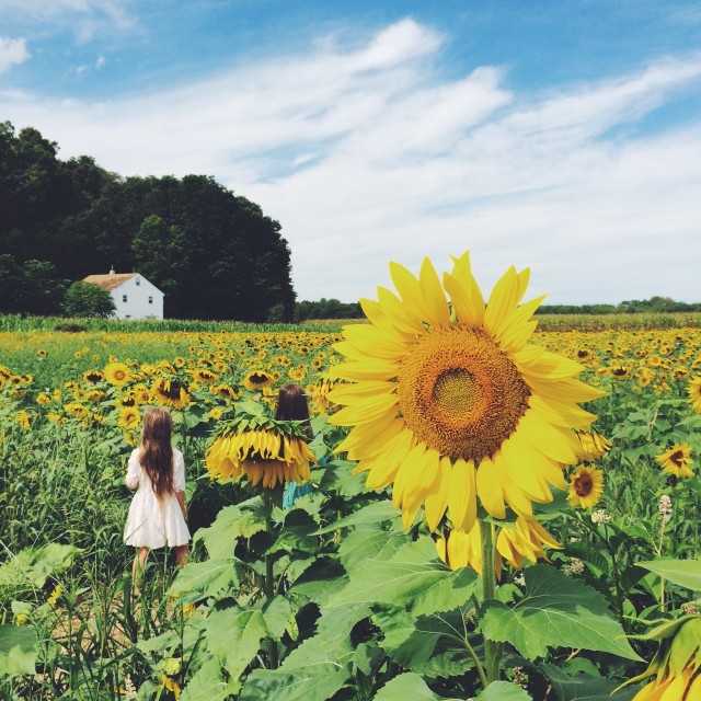 Liberty Farms Sunflower Maze