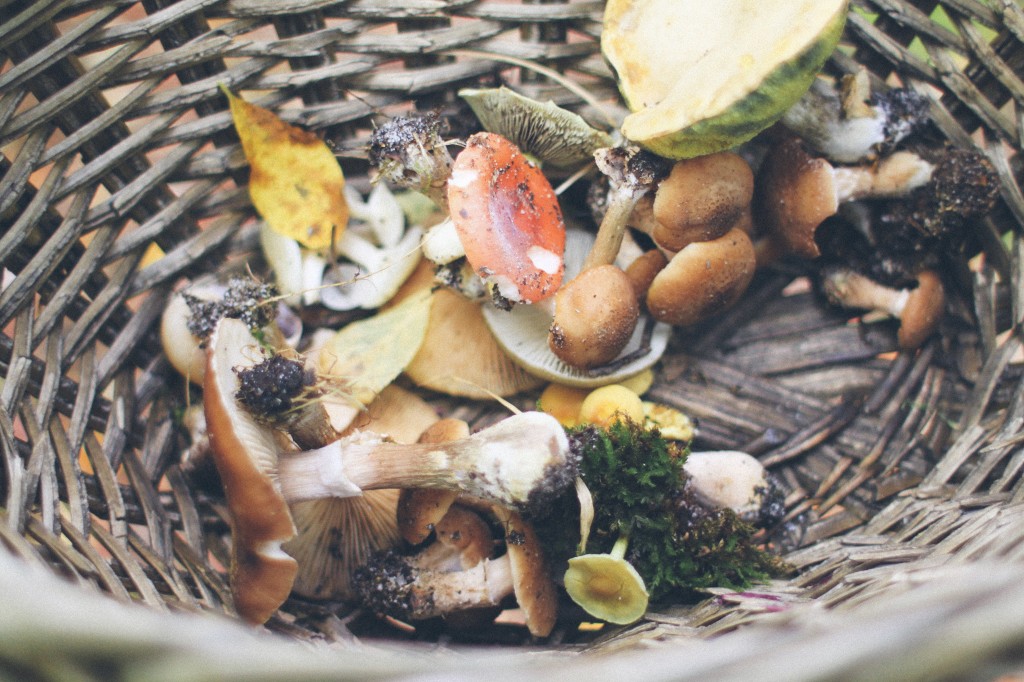 Respectful Mushroom Harvesting Magnesium Blue