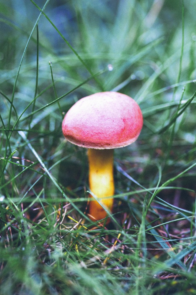 Mushrooms - 01