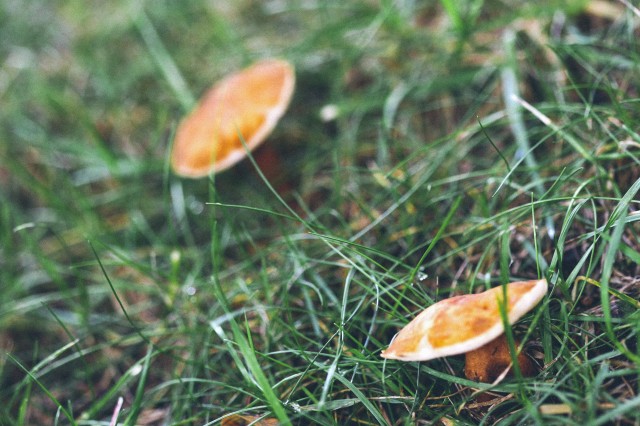 Mushrooms - 10