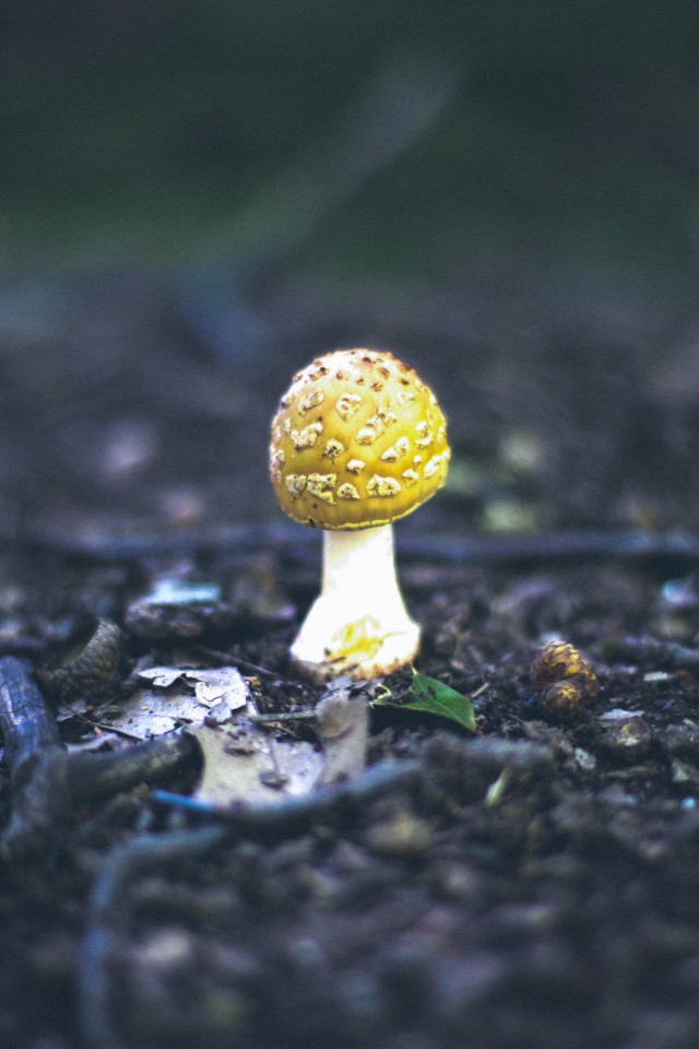 Respectful Mushroom Harvesting