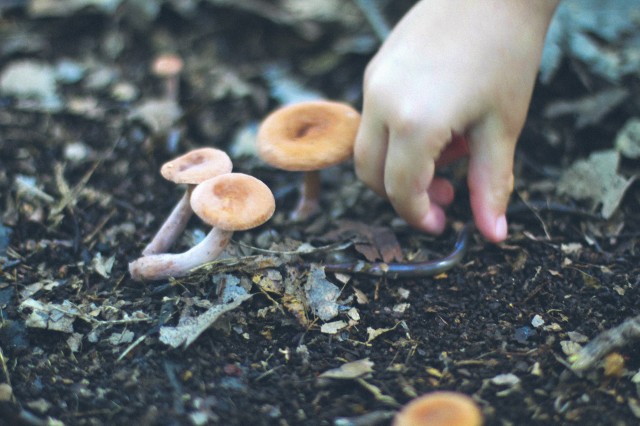 Mushrooms - 29