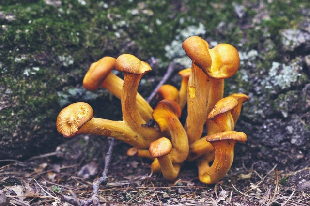 Mushrooms - 42