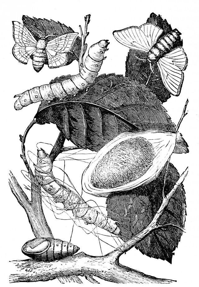 PSM_V03_D686_Stages_of_silk_worm