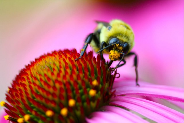 Top-Ten-Medicinal-Herbs-for-the-Garden-Echinacea-purpurea