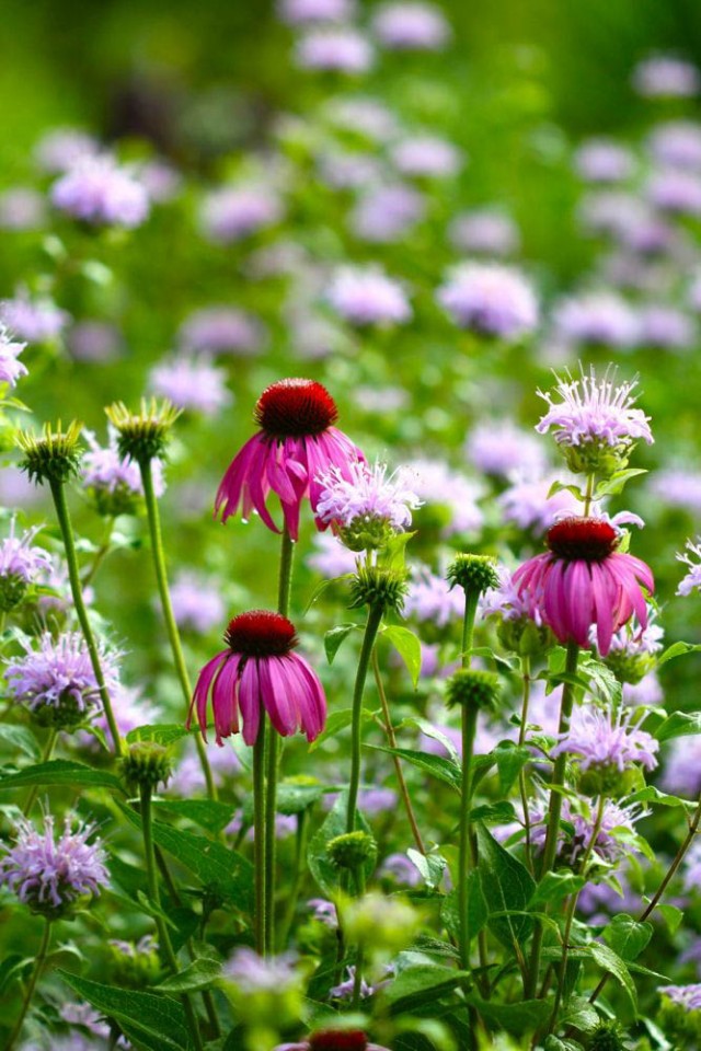 Top-Ten-Medicinal-Herbs-for-the-Garden-Echinacea-purpurea-growing-with-wild-bergamot1