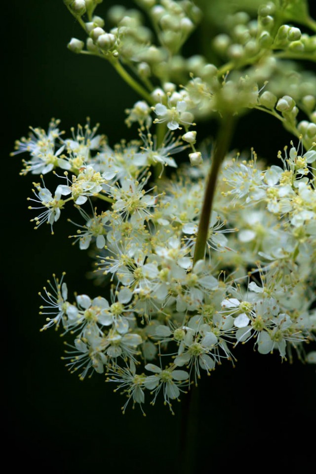 Top-Ten-Medicinal-Herbs-for-the-Garden-meadowsweet