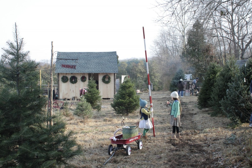 Our Christmas Tree Stinks! Magnesium Blue